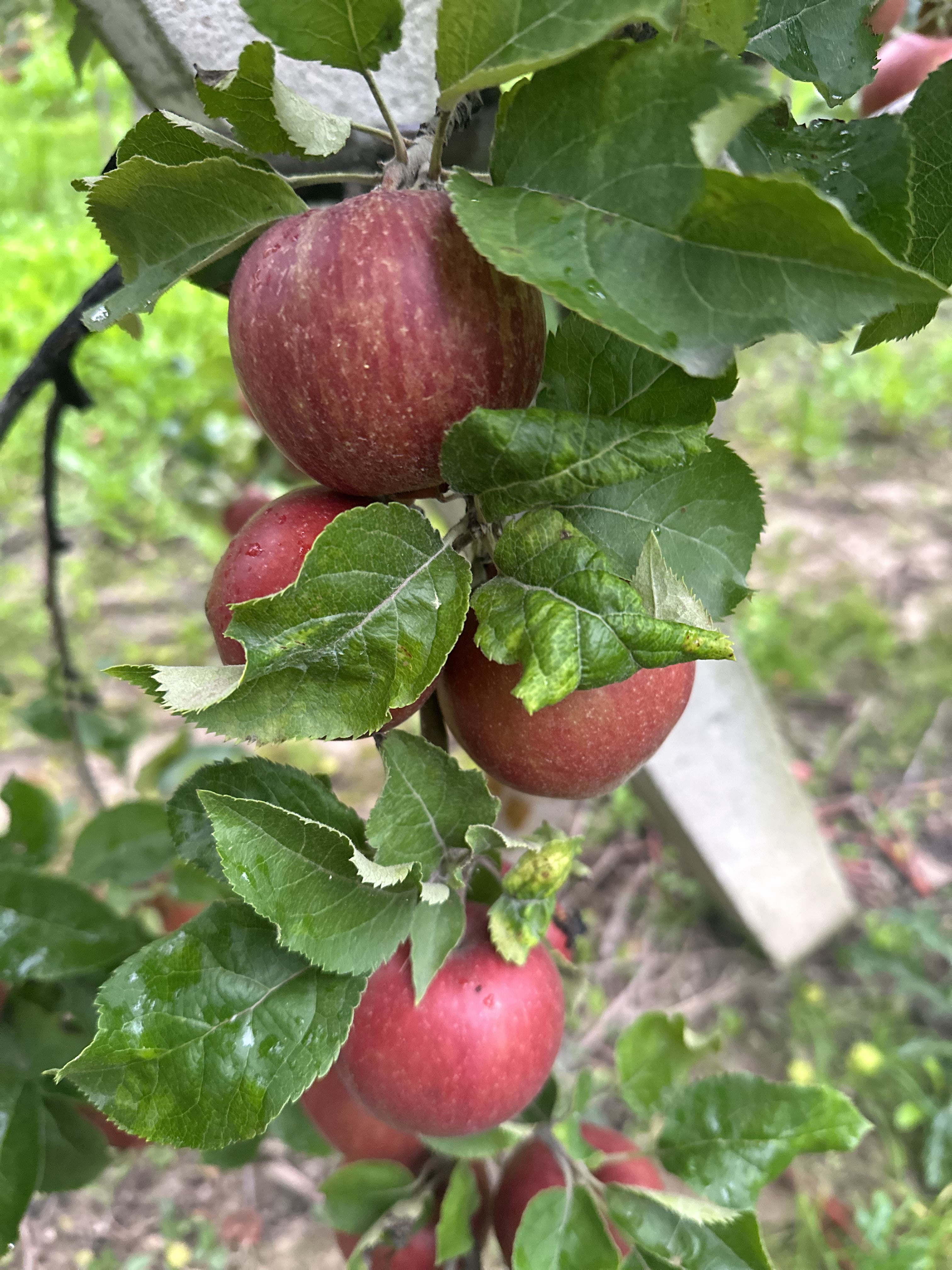 dom pod lipami - łazienka